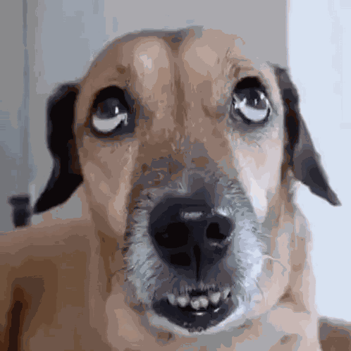 Dog Looking Up GIF