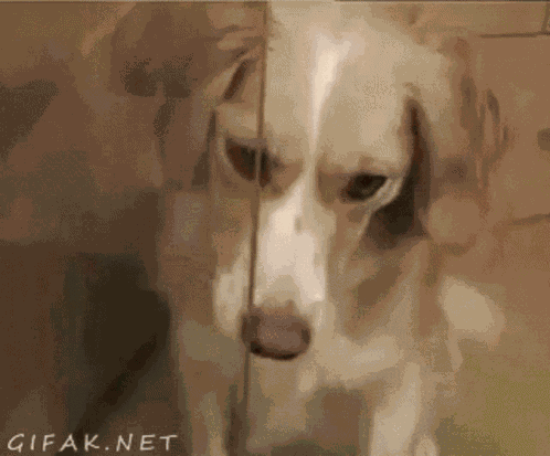 Dog Love GIF
