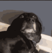 Dog Meme GIF