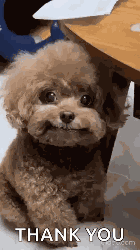 Dog Meme Dog Stare GIF