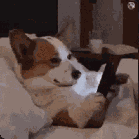 Dog Meme Funny GIF