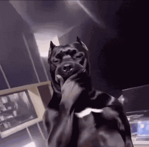 Dog Meme GIF