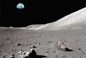 Dog Moon GIF