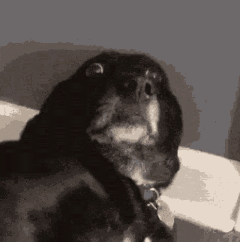 Dog Nervous GIF