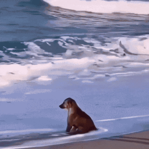 Dog Ocean GIF
