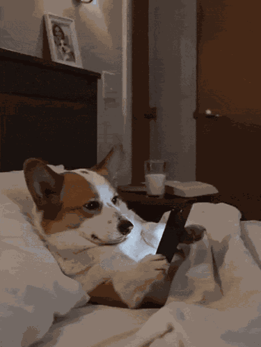 Dog On Phone Bedtime GIF