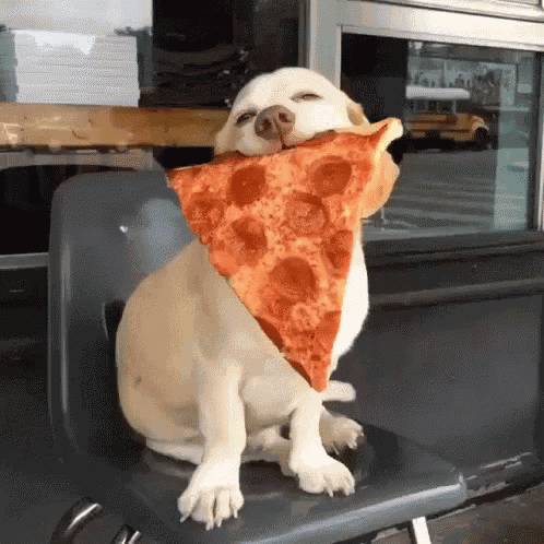 Dog Pizza GIF