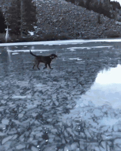 Dog Poop GIF