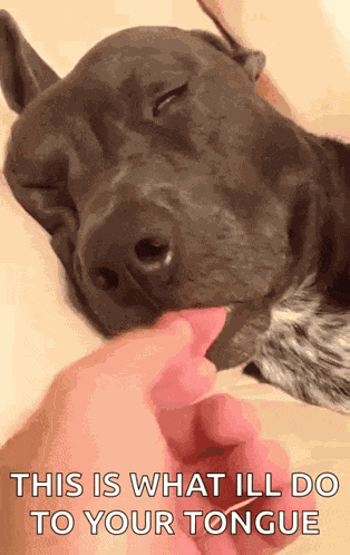 Dog Pull GIF