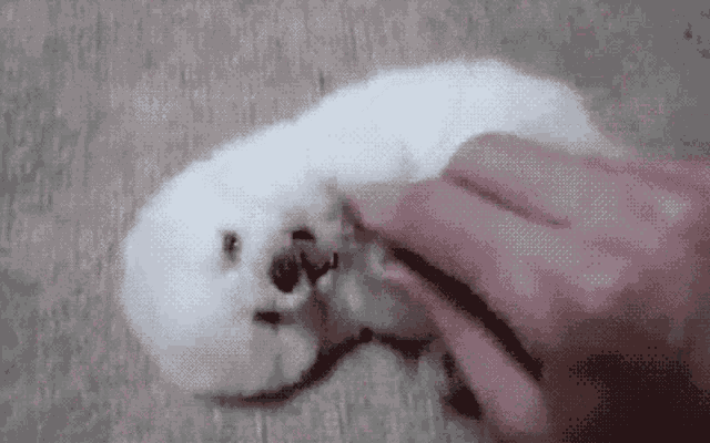 Dog Pup GIF
