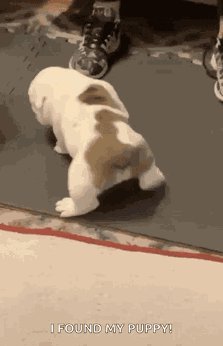 Dog Puppy GIF