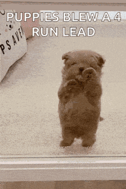 Dog Puppy GIF