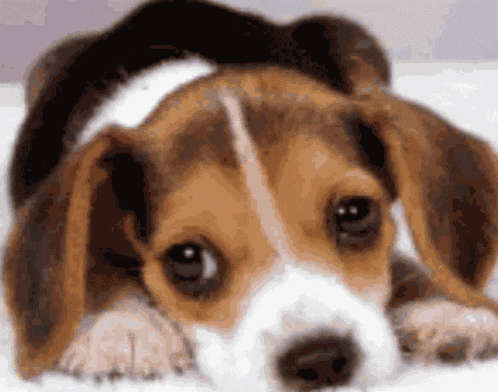 Dog Puppy GIF