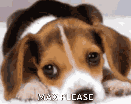 Dog Puppy GIF