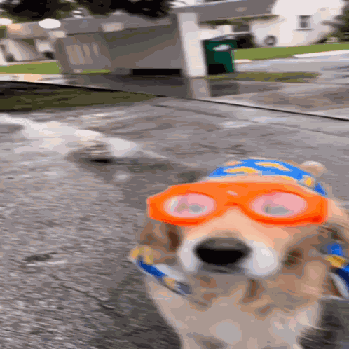Dog Rainy Dog GIF