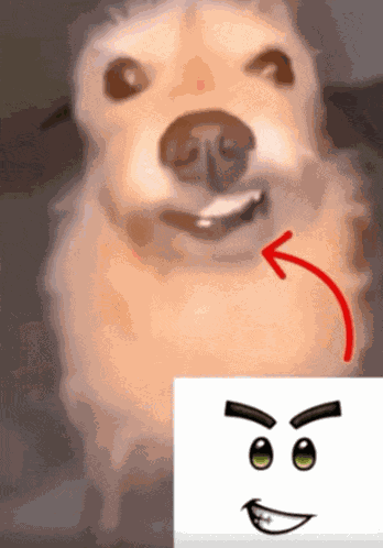 Dog Roblox Smile Xurchess Meme