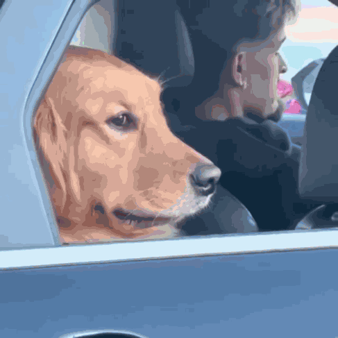 Dog Rolling Up Window Dog Window GIF