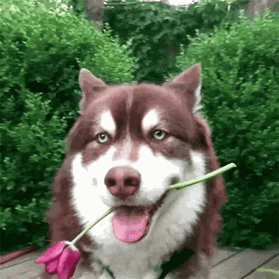 Dog Rose GIF