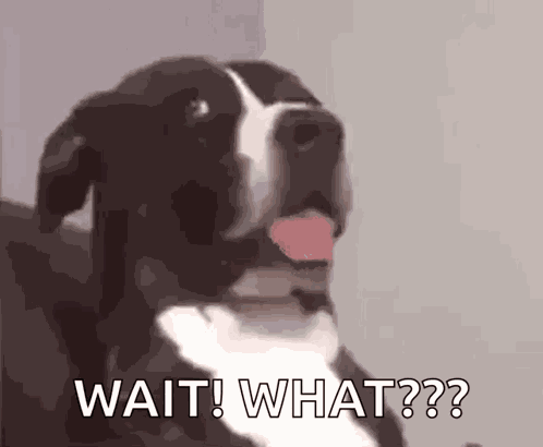 Dog Say What GIF