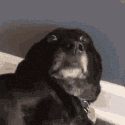 Dog Scared GIF
