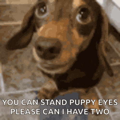 Dog Scareddog GIF