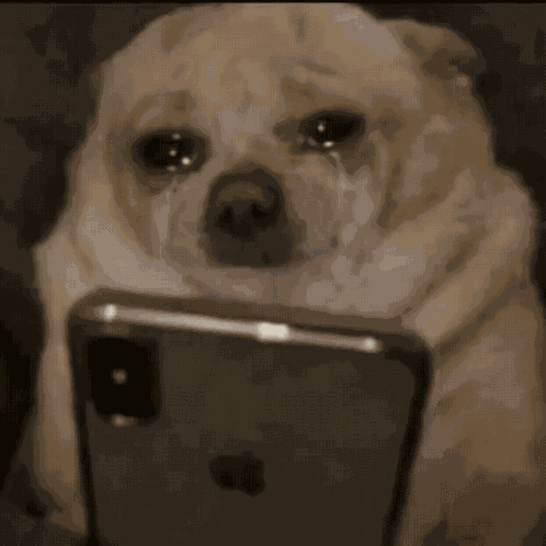 Dog Scroll GIF