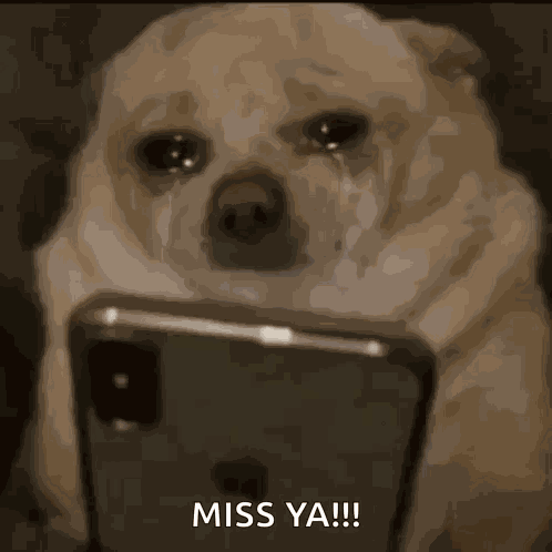 Dog Scroll GIF
