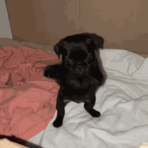 Dog Scuba GIF