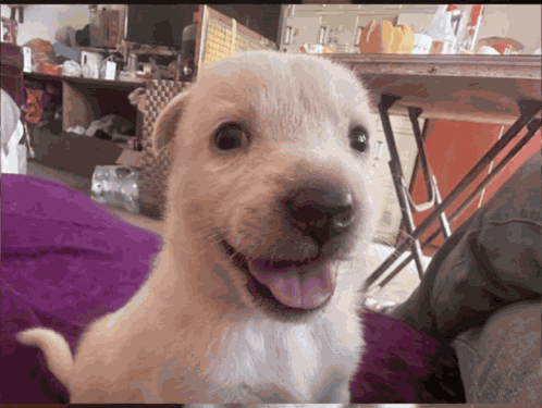 Dog Serious Vexify GIF