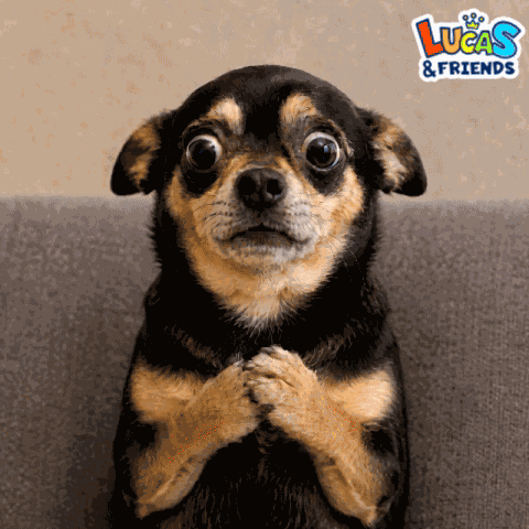 Dog Shocked GIF