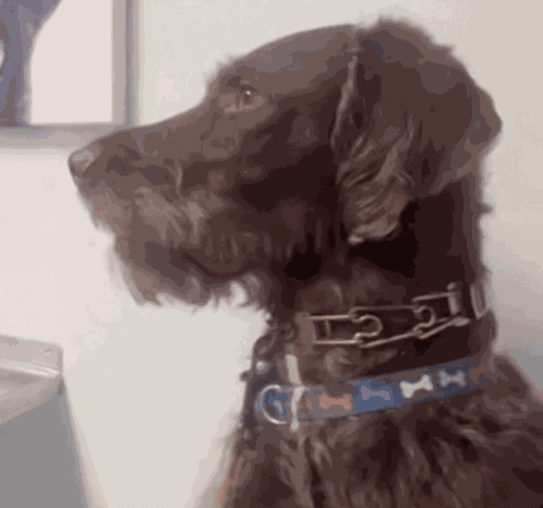Dog Shocked GIF