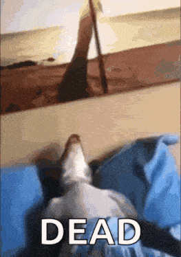 Dog Sleep Dog Sleeping W Goofy Sleeping Sound GIF
