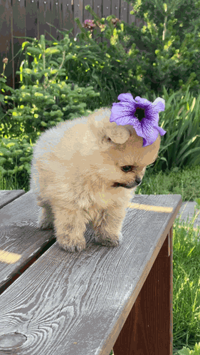Dog Sleepy GIF