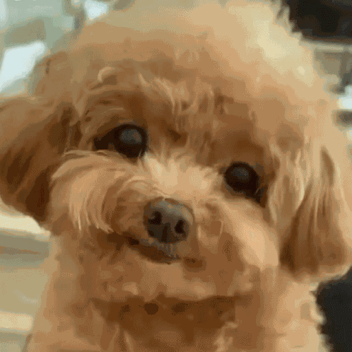 Dog Smile GIF