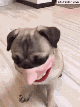 Dog Smile GIF