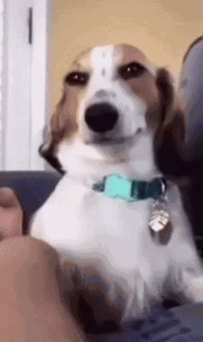 Dog Smile GIF