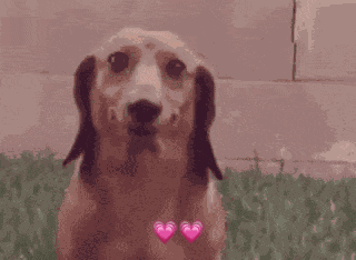 Dog Smile GIF