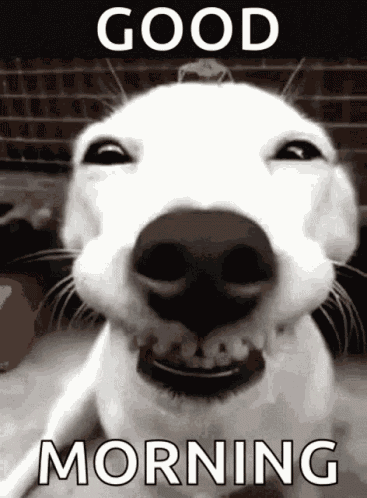 Dog Smiling GIF