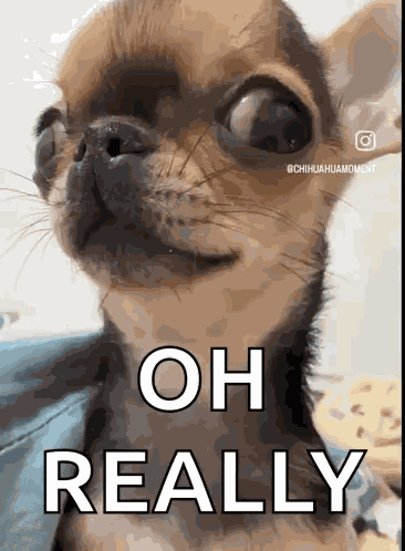Dog Smirk Dog Eyes GIF