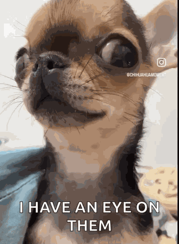 Dog Smirk Dog Eyes GIF