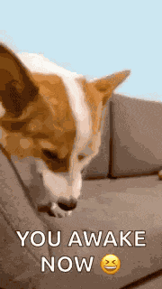 Dog Smirk Smirking GIF