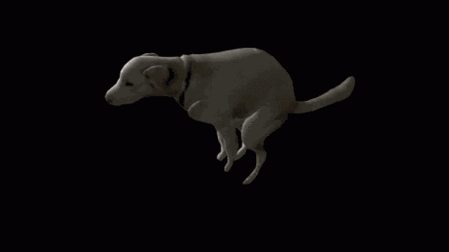 Dog Spin GIF