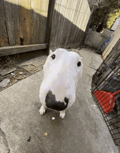 Dog Spinning Target Dog Spinning GIF