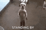 Dog Stand GIF