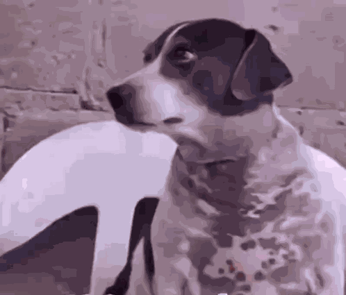 Dog Staring GIF
