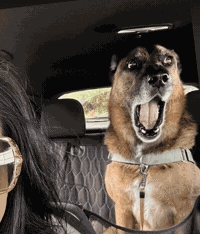 Dog Surprised GIF