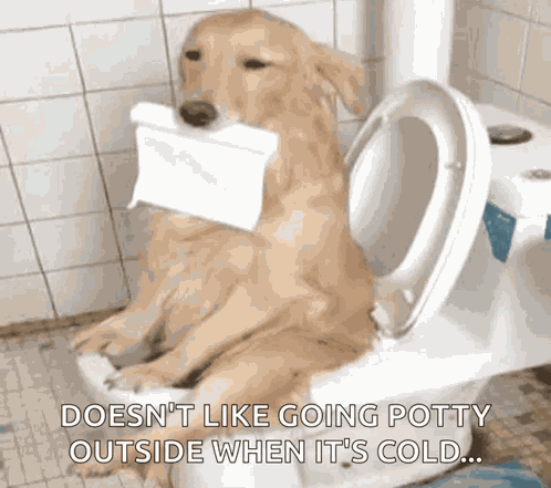 Dog Toilet GIF