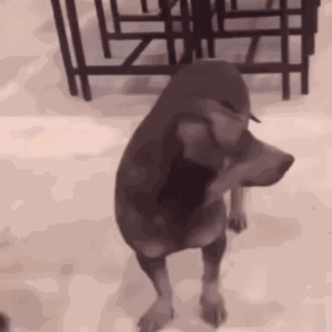 Dog Turn Around Dog Turn Around Shocked GIF