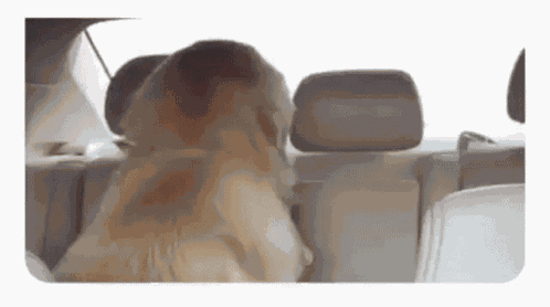 Dog Turn GIF