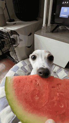 Dog Watermelon GIF